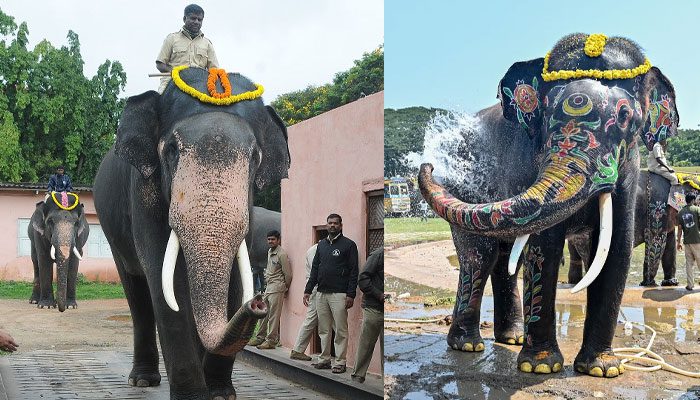 ತಿಂಡಿಪೋತ.. ತುಂಟ ಈ ಭೀಮ – ಕೂಗಿದ್ರೆ ಸೊಂಡಿಲು ಎತ್ತಿ ನಮಸ್ಕಾರಅಭಿಮನ್ಯು ಬಳಿಕ ಈತನೇ ಕ್ಯಾಪ್ಟನ್!