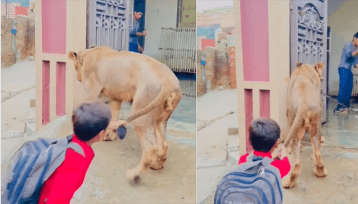 ಸಿಂಹದ ಬಾಲ ಎಳೆದಾಡಿದ ಬಾಲಕ! – ಆಮೇಲೆ ಏನಾಯ್ತು?