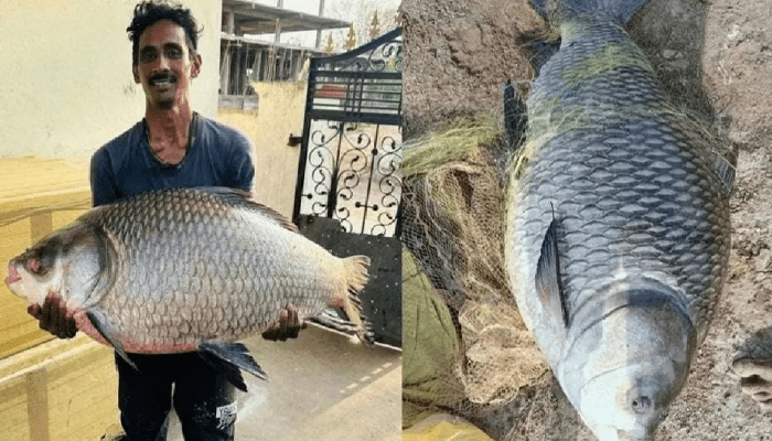 ಅಬ್ಬಬ್ಬಾ.. ಬಲೆಗೆ ಬಿತ್ತು ಬೃಹತ್‌ ಗಾತ್ರದ ಮೀನು – ಎಷ್ಟು ಕೆ.ಜಿ ಇದೆ ಗೊತ್ತಾ?