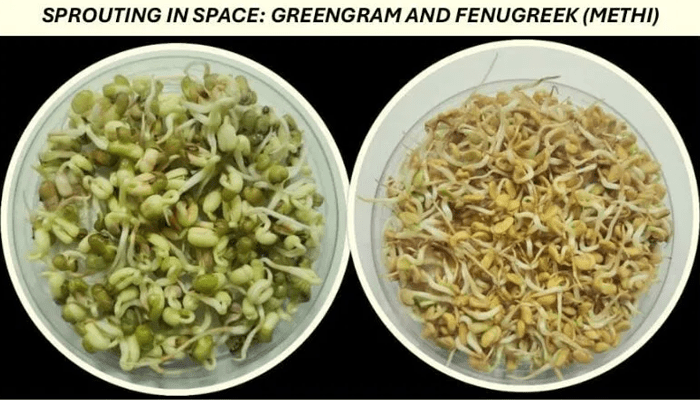 ಬಾಹ್ಯಾಕಾಶದಲ್ಲಿ ಧಾರವಾಡ ಕೃಷಿ ವಿವಿಯ ಮೆಂತೆ, ಹೆಸರು ಕಾಳು! – ಏನೆಲ್ಲಾ ಪ್ರಯೋಗ ನಡೆಯಲಿದೆ?