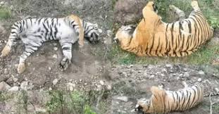 ಮೃತಪಟ್ಟ ಹುಲಿಗಳ ಹೊಟ್ಟೆಯಲ್ಲಿ ಕೀಟನಾಶಕದಲ್ಲಿರೋ ಫೋರೇಟ್ ಎಂಬ ವಿಷಕಾರಿ ಅಂಶ ಪತ್ತೆ