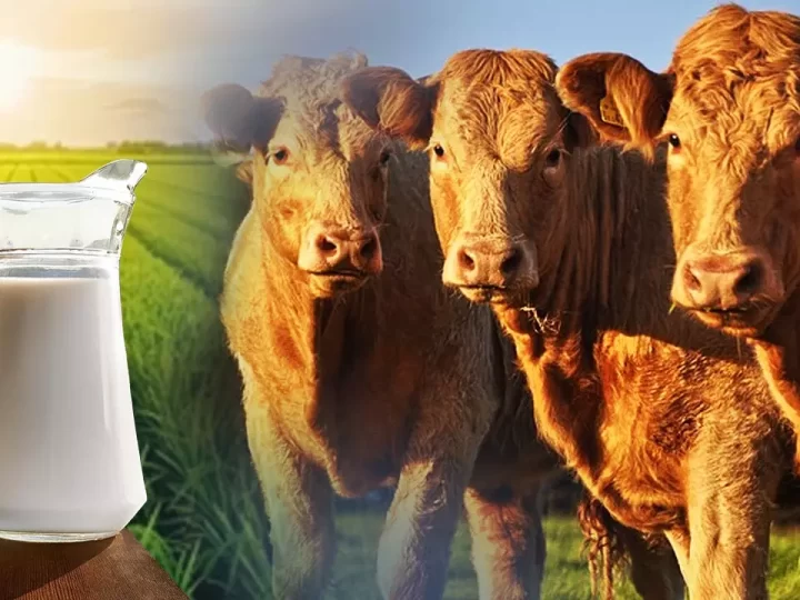 ನಾನ್ ವೆಜ್ ಹಾಲು ಕಳಿಸುತ್ತಾ ಅಮೆರಿಕ?  ಹಸುಗಳಿಂದ ನಾನ್ ವೆಜ್ ಹಾಲು ಹೇಗೆ?ಅಮೆರಿಕ ಹಾಲು ಬೇಡವೆಂದಿದ್ದೇಕೆ ಮೋದಿ?