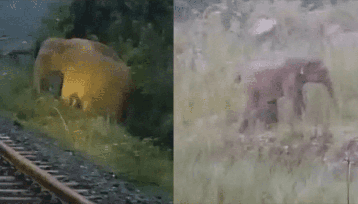 ರೈಲು ಹಳಿ ಮೇಲೆ ಮರಿಗೆ ಜನ್ಮ ನೀಡಿದ ಆನೆ – ಎರಡು ಗಂಟೆಗಳ ಕಾಲ ರೈಲು ಸಂಚಾರ ಸ್ಥಗಿತ