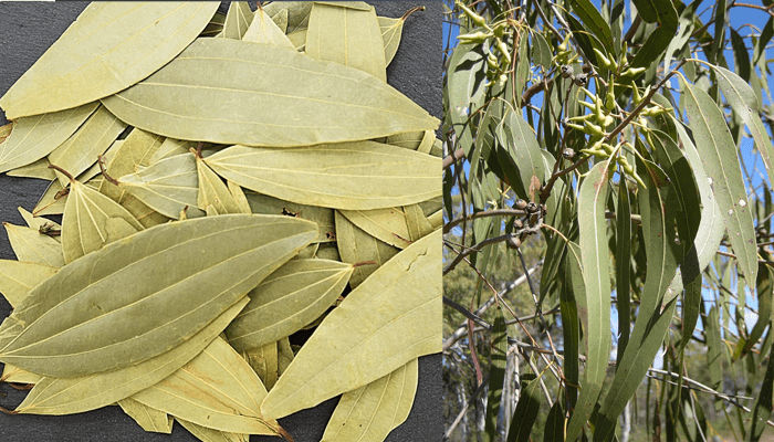 ಬಿರಿಯಾನಿ ಎಲೆ ಎಂದು ನೀಲಗಿರಿ ಎಲೆ ಮಾರಾಟ! – ರಾಜ್ಯದಲ್ಲಿ ಬಯಲಾಯ್ತು ಮತ್ತೊಂದು ದಂಧೆ!