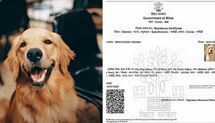 ಇದೆಂಥಾ ಎಡವಟ್ಟು! – ನಾಯಿಗೆ ವಾಸಸ್ಥಳ ಪ್ರಮಾಣ ಪತ್ರ ನೀಡಿದ ಅಧಿಕಾರಿಗಳು!