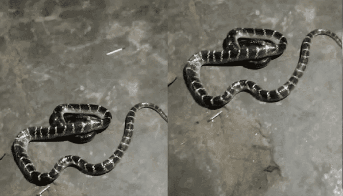 ಹಾವಿನ ದ್ವೇಷ 12 ವರುಷ.. – ಸಂಗಾತಿ ಕೊಂದವರ ಮೇಲೆ ಪ್ರತಿಕಾರ ತೀರಿಸಿಕೊಂಡ ಹಾವು!