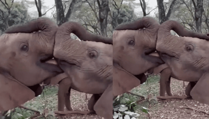 ಆನೆಗಳ ಕ್ಯೂಟ್‌ ಚುಂಬನ..! – ಇದು ಒಡಹುಟ್ಟಿದವರ ಶುದ್ಧ ಪ್ರೀತಿ!