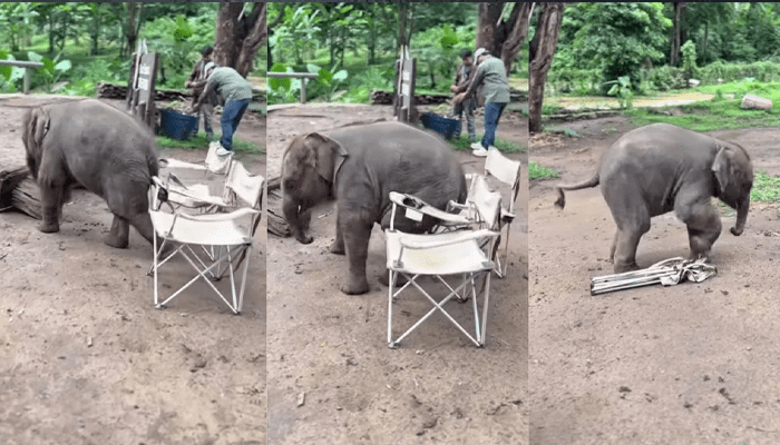 ಕುರ್ಚಿಯಲ್ಲಿ ಕುಳಿತುಕೊಳ್ಳಲು ಆಗಲ್ಲ ಎಂದು ಕೋಪಿಸಿಕೊಂಡ ಆನೆ ಮರಿ – ಅಬ್ಬಬ್ಬಾ.. ಬೇಬಿ ಎಲಿಫೆಂಟ್‌ಗೆ ಇಷ್ಟೊಂದು ಕೋಪ ಬರುತ್ತಾ?