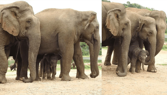 ವಿಮಾನವೇರಿ ಜಪಾನ್‌ಗೆ ಹೊರಟ ಬನ್ನೇರುಘಟ್ಟದ ಆನೆಗಳು! – ಏನಿದು ಅಂತಾರಾಷ್ಟ್ರೀಯ ವಿನಿಮಯ?