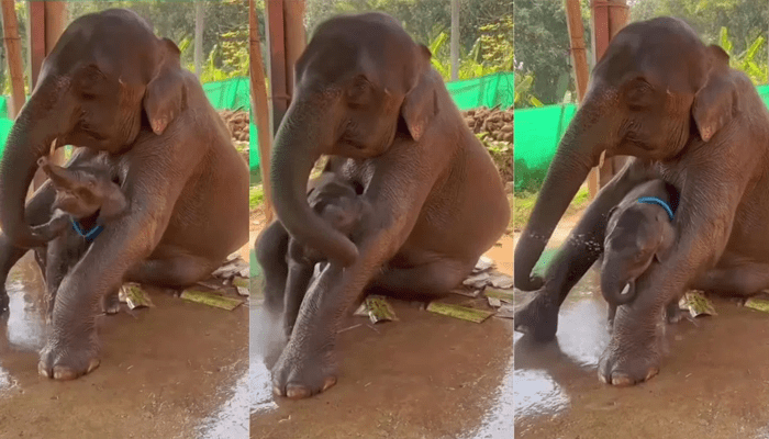 ನಾನು ಸ್ನಾನ ಮಾಡಲ್ಲ.. ಬಿಡಮ್ಮಾ.. – ಮರಿಗೆ ಸ್ನಾನ ಮಾಡಿಸಲು ಒದ್ದಾಡಿದ ತಾಯಾನೆ!