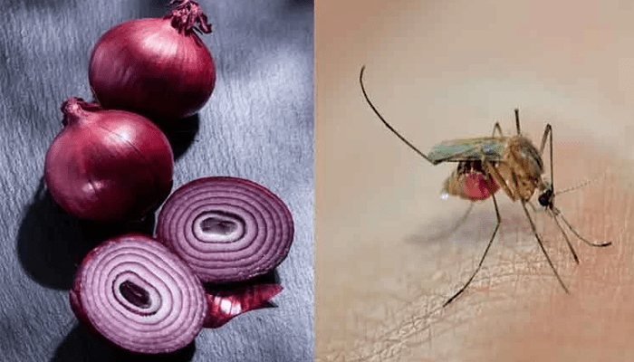 ಸೊಳ್ಳೆ ಕಾಟಕ್ಕೆ ಅಡುಗೆ ಮನೆಯ ಈ ವಸ್ತು ಬೆಸ್ಟ್!‌ – ಒಂದೇ ಒಂದು ಈರುಳ್ಳಿಯಿಂದ ಸೊಳ್ಳೆಗಳು ಮಾಯ!