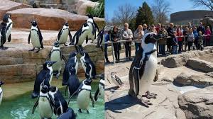 ಮತ್ಸ್ಯಾಗಾರ ಹೋಯ್ತು.. ಪೆಂಗ್ವಿನ್ ಪಾರ್ಕ್ ಬಂತು – ಮೈಸೂರು ಮೃಗಾಲಯದಲ್ಲಿ ಪ್ರವಾಸಿಗರಿಗಾಗಿ ಸರ್ಕಾರದ ಮಹತ್ವದ ಯೋಜನೆ