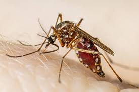 ಬೆಂಗಳೂರಿಗರೇ ಎಚ್ಚರ.. ಎಲ್ಲೆಡೆ ಡೆಂಗ್ಯೂ ಡಂಗುರ – ಸ್ವಚ್ಛತೆ ಕಾಪಾಡದಿದ್ದರೆ ದಂಡ ಕಟ್ಟಲು ರೆಡಿಯಾಗಿಡೆಂಗ್ಯೂ ತಡೆಗೆ ದಂಡ - ಯಾರಿಗೆ ಎಷ್ಟು ದಂಡ ಗೊತ್ತಾ?