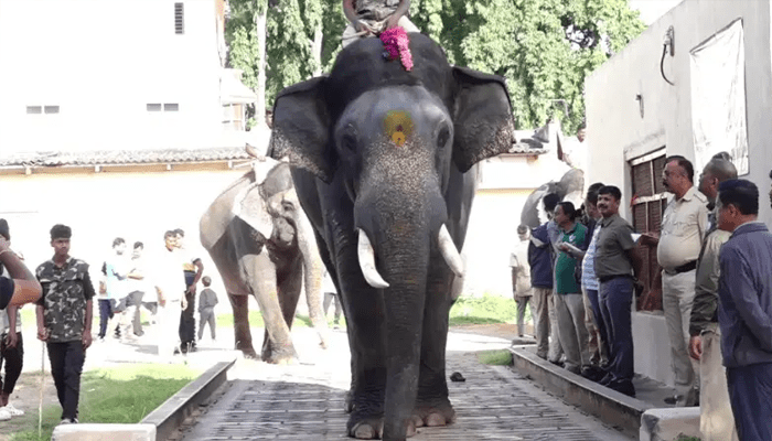 ನಾಡ ಹಬ್ಬ ಮೈಸೂರು ದಸರಾಗೆ ಕೌಂಟ್‌ಡೌನ್!‌ – ಭೀಮನಿಗಿಂತ ಸುಗ್ರೀವ ಆನೆಯೇ ಬಲಶಾಲಿ!