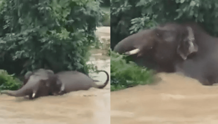 ಉಕ್ಕಿ ಹರಿಯುತ್ತಿರುವ ನದಿಯಲ್ಲಿ ಸಿಲುಕಿಕೊಂಡ ಆನೆ – ಗಜರಾಜ ಬಚಾವ್‌ ಆಗಿದ್ಹೇಗೆ?