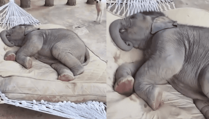 ಜಗತ್ತಿನ ಸುಖ ಜೀವಿ ಇದು! – ಉಯ್ಯಾಲೆಯಲ್ಲಿ ಮಲಗಿ ಗೊರಕೆ ಹೊಡೆಯುತ್ತಿರುವ ಮರಿಯಾನೆ!