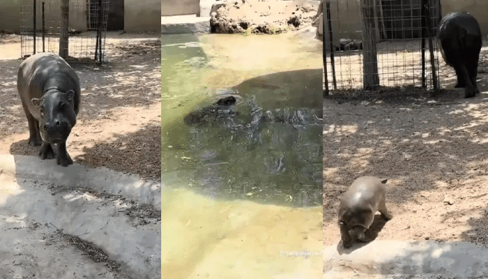 ದಿಟ್ಟಿಸಿ ನೋಡ್ಬೇಡ ಅಮ್ಮಾ.. – ತಾಯಿಯ ಒಂದು ನೋಟಕ್ಕೆ ಹೆದರಿ ಪೂಲ್‌ನಿಂದ ಮೇಲೆ ಬಂದ ಮರಿ ಹಿಪ್ಪೋ!