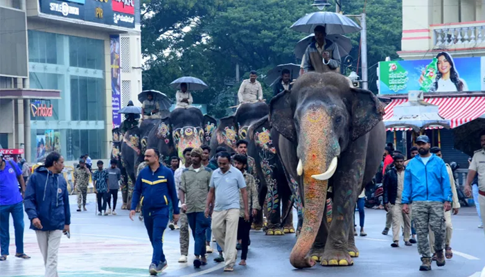ದಸರಾ ಆನೆಗಳಿಗೆ ತೂಕ ಪರೀಕ್ಷೆ – ಕ್ಯಾಪ್ಟನ್ ಅಭಿಮನ್ಯು ಮೀರಿಸಿದ ಭೀಮ