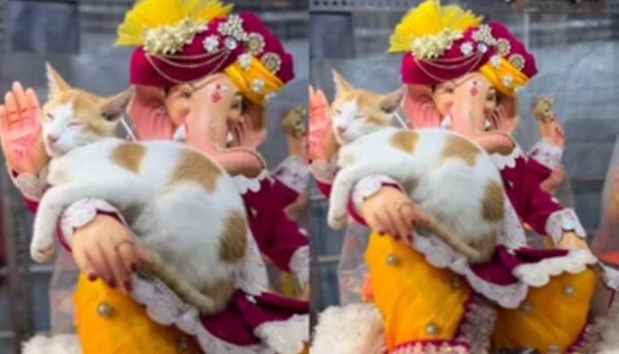 ಈ ಸಲ ಇಲಿ ಅಲ್ಲ.. ನನ್ನ ಸರದಿ! – ಗಣೇಶನ ಮೇಲೆ ಹಾಯಾಗಿ ನಿದ್ರಿಸಿದ ಬೆಕ್ಕು!