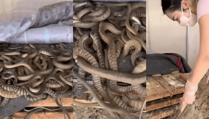 ಇದೆಂಥಾ ವಿಚಿತ್ರ.. ಬೆಡ್‌ರೂಮ್‌ನಲ್ಲಿ ಹಾವುಗಳನ್ನ ಸಾಕಿದ ಯುವತಿ!