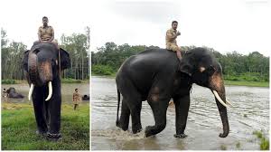 ಕೂಗಿದ್ರೆ ಸೊಂಡಿಲು ಎತ್ತಿ ಸಲಾಂ – ರೀಲ್ಸ್ ತುಂಬಾ ದಸರಾ ಆನೆ ಭೀಮನದ್ದೇ ಹವಾ