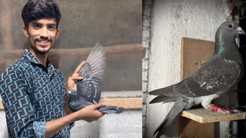 ದೆಹಲಿಯಿಂದ ಮಂಡ್ಯಕ್ಕೆ ಹಾರಿಬಂದ ಪಾರಿವಾಳ- ಮಾಲೀಕನಿಗಾಗಿ 52 ದಿನಗಳವರೆಗೆ ನಿರಂತರ ಹಾರಾಟ ಮಾಡಿದ ಅಭಿಮನ್ಯುವಿನ ದಾಖಲೆಪ್ರೀತಿಯ ಪಾರಿವಾಳ ಹಾರಿ ಬಂತು ಗೆಳೆಯ