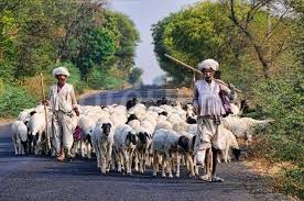 ಕುರಿಗಾಹಿಗಳ ಮೇಲಿನ ದೌರ್ಜನ್ಯ ತಡೆ ಕಾಯ್ದೆ ಜಾರಿಗೆ ತರಲು  ಆಗ್ರಹ  – ಆ. 19ರಂದು ‘ಕುರಿಗಾಹಿಗಳ ನಡೆ, ವಿಧಾನಸೌಧದ ಕಡೆ’ ಪ್ರತಿಭಟನೆ