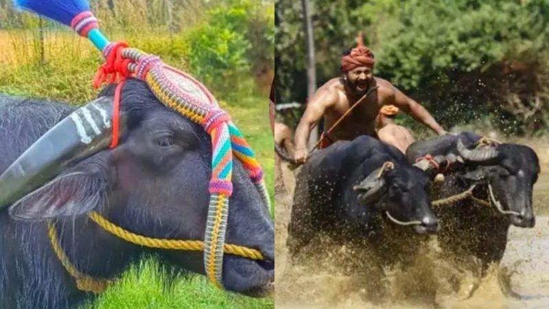 ಕಾಂತಾರದ ಅಪ್ಪು ಕೋಣ ಸಾ*ವು! –  ಕಂಬಳದ ಚಾಂಪಿಯನ್‌ಗೆ ಆಗಿದ್ದೇನು?ರಿಷಬ್ ಶೆಟ್ಟಿ ಕಣ್ಣೀರು ಹಾಕಿದ್ದೇಕೆ?