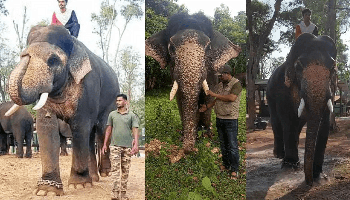 ಮೂಡಿಗೆರೆಯ ಭೈರ ಏಕಲವ್ಯನಾಗಿ ಬದಲಾಗಿದ್ದು ಹೇಗೆ? – ಅಂದು ನರಹಂತಕ.. ಇಂದು ದಸರಾ ನಿಶಾನೆ ಪಟ್ಟ