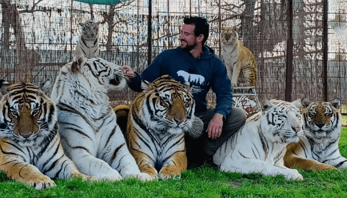 ಸಾಕಿದ ಮಾಲೀಕನ ಪ್ರಾಣಕ್ಕೆ ಕುತ್ತು ತಂದ ಹುಲಿರಾಯ! – ಯಜಮಾನನ  ಕತ್ತು ಸೀಳಿತಾ ವ್ಯಾಘ್ರ