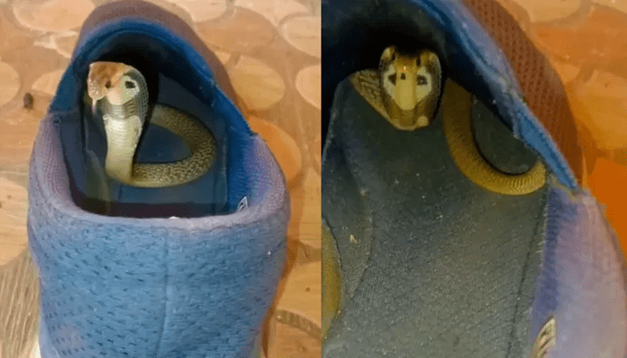 ಬೆಂಗಳೂರಿನಲ್ಲಿ ಹೆಚ್ಚಾಯ್ತು ಹಾವುಗಳ ಹಾವಳಿ – ಶೂ ಒಳಗೆ ಬೆಚ್ಚಗೆ ಕುಳಿತಿತ್ತು ನಾಗರ ಹಾವಿನ ಮರಿ!  