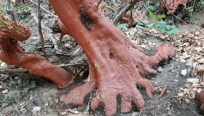 ಕೆಂಪು ಶ್ರೀಗಂಧದ ಮರ ಎಂದು ರೈತನಿಗೆ 1 ಕೋಟಿ ಪರಿಹಾರ ಕೊಟ್ಟ ರೈಲ್ವೇ ಇಲಾಖೆ! – ಅಸಲಿ ಬೆಲೆ ಕೇಳಿ ಅಧಿಕಾರಿಗಳೇ ಶಾಕ್!‌