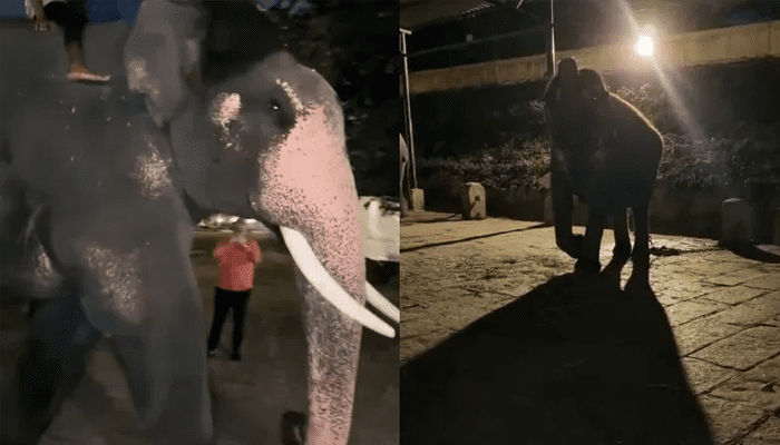 ದಸರಾ ಆನೆಗಳನ್ನ ತಬ್ಬಿಕೊಂಡು ರೀಲ್ಸ್‌ ಮಾಡಿದ ಯುವತಿ! – ರಾತ್ರೋರಾತ್ರಿ ಪರ್ಮಿಷನ್‌ ಕೊಟ್ಟಿದ್ಯಾರು?