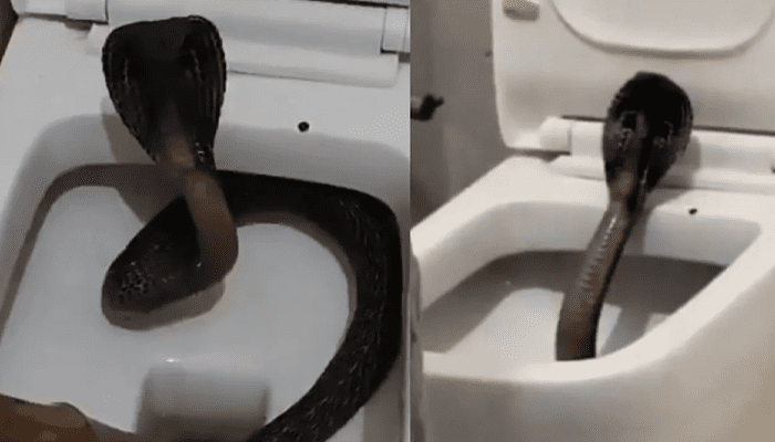 ಕಮೋಡ್‌ ಒಳಗೆ ಪ್ರತ್ಯಕ್ಷವಾದ ನಾಗಪ್ಪ! – ಹಾವು ಕಂಡು ಮನೆ ಮಾಲೀಕರು ಮಾಡಿದ್ದೇನು ಗೊತ್ತಾ?