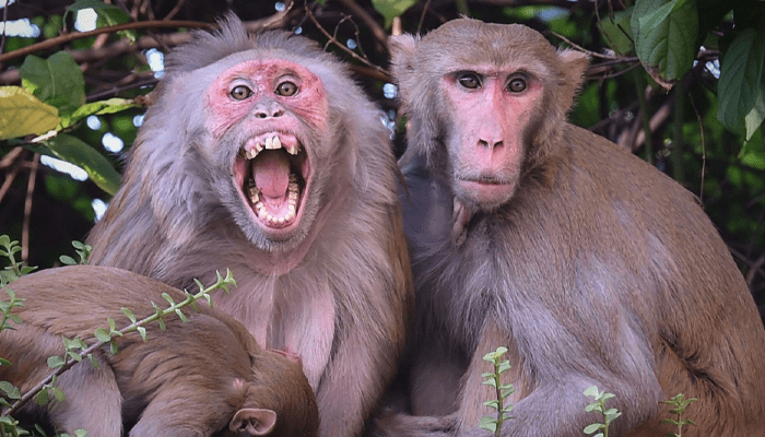 ಮನೆಯಲ್ಲಿ ಮಲಗಿದ್ದ ಮಗುವನ್ನ ನೀರಿನ ಡ್ರಮ್‌ನಲ್ಲಿ ಮುಳುಗಿಸಿ ಕೊಂದ ಕೋತಿಗಳು!