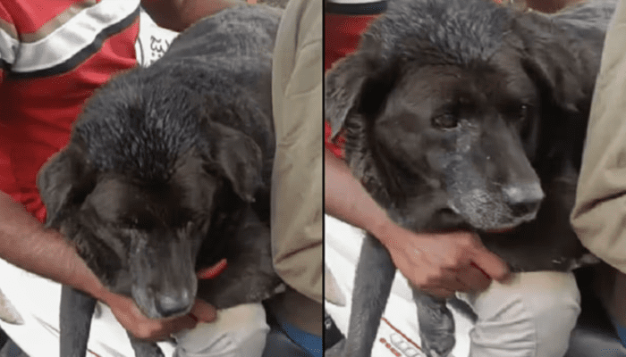 ಪರಪ್ಪನ ಅಗ್ರಹಾರ ಬಳಿ ಕರಡಿ ಬಂದಿದೆ ಎಂದು ಕರೆ!‌ – ಸ್ಥಳದಲ್ಲಿ ಇದ್ದಿದ್ದು ಜಾಂಬವಂತ ಅಲ್ಲ ನಾಯಿ!