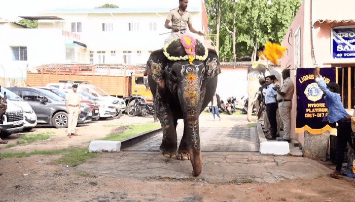 ಗಜಪಡೆಯ ಸೌಂದರ್ಯವತಿ ರೂಪ – ಮೊದಲ ಬಾರಿ ಜಂಬೂಸವಾರಿಗೆ ಬಂದ ಚೆಲುವೆ