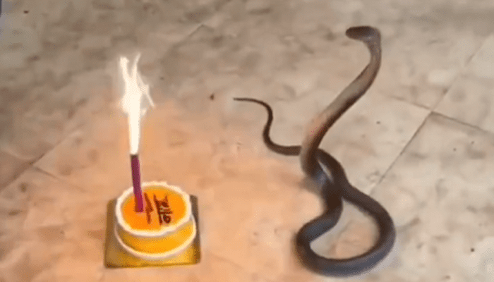 ಹಾವಿಗೂ ಬರ್ತ್‌ಡೇ ಭಾಗ್ಯ! – ನಾಗಪ್ಪನ ಹುಟ್ಟುಹಬ್ಬಕ್ಕೆ ಕೇಕ್‌ ಕಟ್‌ ಮಾಡಿಸಿದ ಯುವಕರು!