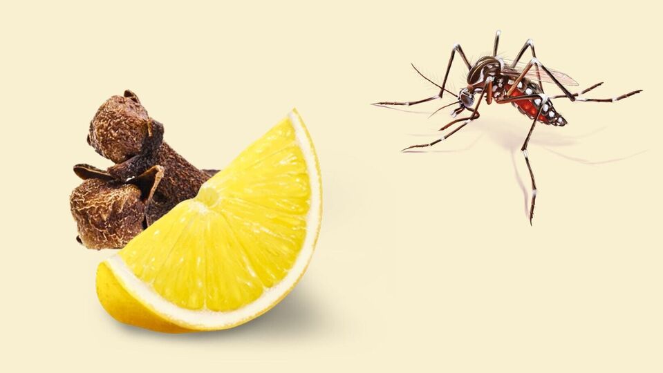 ನಿಮ್ಮ ಮನೆಯಲ್ಲಿ ಸೊಳ್ಳೆ ಕಾಟ ಇದ್ಯಾ? –  ನಿಂಬೆ ಹಣ್ಣು, ಕರ್ಪೂರವೇ ಸೊಳ್ಳೆಗೆ ರಾಮಬಾಣ