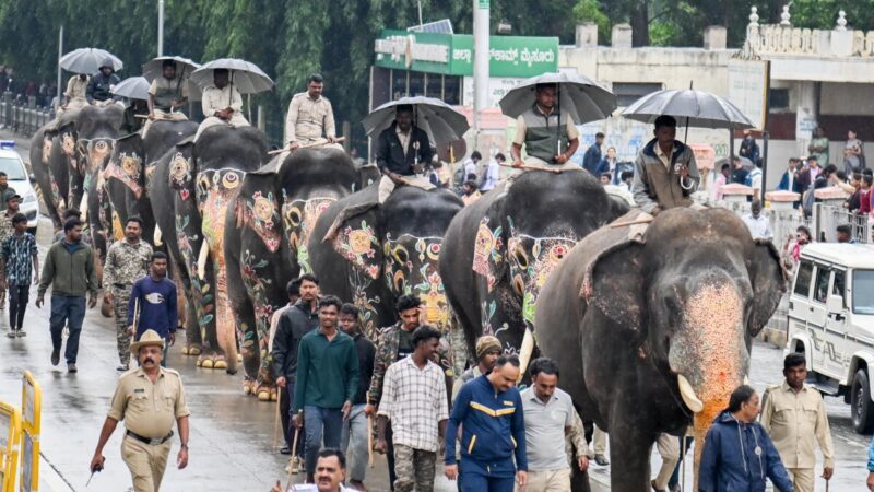 ಅಭಿಮನ್ಯು ಶಾಂತ.. ಭೀಮ ತಿಂಡಿಪೋತ – ಸರ್ಕಸ್ ಸಂಕಟ ತಪ್ಪಿಸಿ ಈಗ ರಾಜಾತಿಥ್ಯದಸರೆಯ 14 ಆನೆಗಳ ರೋಚಕ ಕಥೆ
