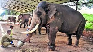 ಸರ್ಕಸ್‌ನಲ್ಲಿ ಸಿಕ್ಕವಳಿಗೆ ಅರಮನೆಯಲ್ಲಿ ವೈಭೋಗ – ಎಲ್ಲರಿಗೂ ಅಚ್ಚು ಮೆಚ್ಚು ಬಳ್ಳೆ ಲಕ್ಷ್ಮಿ..!