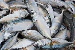 ವಿದೇಶದಿಂದ ಮಾರ್ಕೆಟ್‌ಗೆ ಬಂದಿವೆ ಬಂಗುಡೆ, ಬೂತಾಯಿ – ಮಂಗಳೂರಲ್ಲಿ ಓಮನ್ ದೇಶದ ಮೀನುಗಳಿಗೆ ಡಿಮ್ಯಾಂಡ್