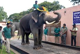 ಅಂದು ನರಹಂತಕ, ಇಂದು ಎಲ್ಲರ ಪ್ರೀತಿಯ ಸುಗ್ರೀವ – ಗಜಪಡೆಯ ಬಲಿಷ್ಠ ಆನೆ ಸುಗ್ರೀವನ ಕಥೆಯೇ ರೋಚಕ