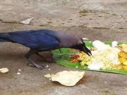 ಪಿತೃ ಪಕ್ಷದಲ್ಲಿ ಆಹಾರವನ್ನು ಕಾಗೆ ಮುಟ್ಟದೇ ಇದ್ದರೆ ಅಥವಾ ಕಾಗೆ ಬಾರದೇ ಇದ್ದರೆ ಏನು ಮಾಡಬೇಕು.?