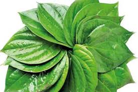 ಬೆಳಗ್ಗೆ ಖಾಲಿ ಹೊಟ್ಟೆಗೆ ವೀಳ್ಯದೆಲೆ ತಿಂದ್ರೆ ಏನೆಲ್ಲಾ ಲಾಭ ಗೊತ್ತಾ- ಸಣ್ಣ ಎಲೆ ದೊಡ್ಡ ಪರಿಹಾರ