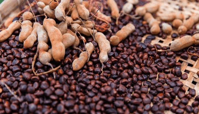 ಹುಣಸೆ ಹಣ್ಣು ಮಾತ್ರವಲ್ಲ, ಅದರ ಬೀಜದಲ್ಲೂ ಇವೆ ನೂರಾರು ಪ್ರಯೋಜನ!