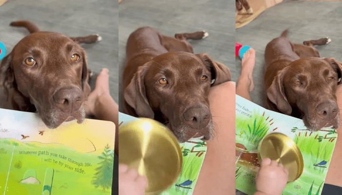 ಕತೆ ಎಷ್ಟು ಸೊಗಸಾಗಿದೆ.. ಪುಟ್ಟ ಕಂದನ ಜೊತೆ ಕೂತು ಕತೆ ಕೇಳಿದ ಶ್ವಾನ!