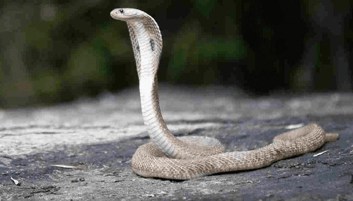 ರಾತ್ರಿಯಾದ್ರೆ ನನ್ನ ಹೆಂಡ್ತಿ ನಾಗಿಣಿಯಾಗಿ ಬದಲಾಗ್ತಾಳೆ.. ಭಯ ಆಗುತ್ತೆ! – ಮಡದಿ ವಿರುದ್ಧ ಡಿಸಿಗೆ ದೂರು ಕೊಟ್ಟ ಪತಿರಾಯ!