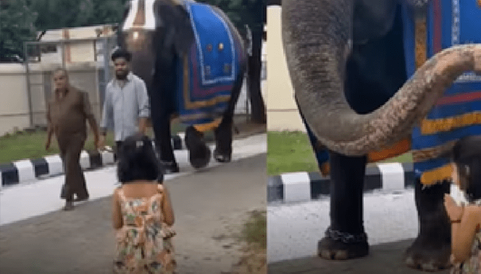 ಆನೆ ಬಂತೊಂದಾನೆ.. – ಪುಟ್ಟ ಬಾಲಕಿಗೆ ಸೊಂಡಿಲೆತ್ತಿ ಆಶೀರ್ವದಿಸಿದ ಗಜರಾಜ!