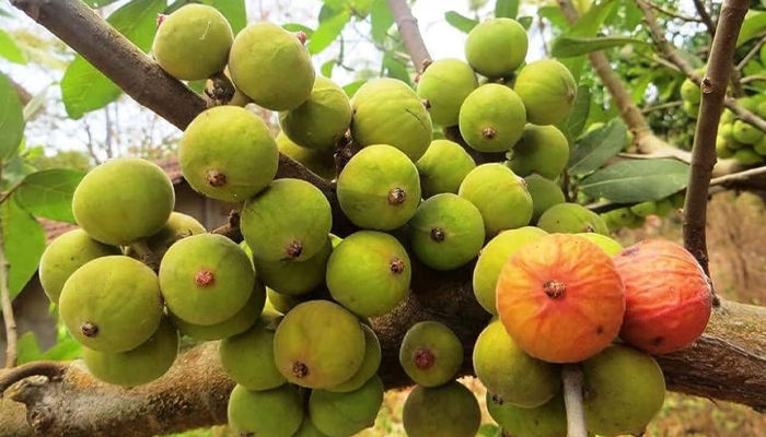 ಬೆಳಗ್ಗೆ ಖಾಲಿ ಹೊಟ್ಟೆಯಲ್ಲಿ ಈ ಹಣ್ಣು ನೆನಸಿಟ್ಟ ನೀರು ಕುಡಿದ್ರೆ ಬಿಪಿ-ಶುಗರ್ ಎರಡೂ ಹೆಚ್ಚಾಗಲ್ಲ!